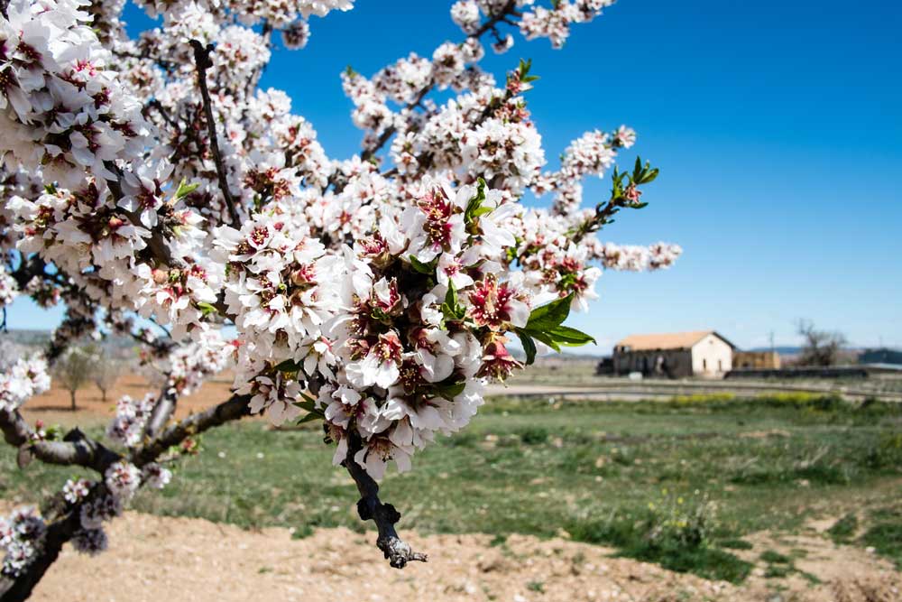 Almendro en flor